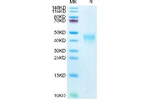 SDS-PAGE (SDS) image for Programmed Cell Death 1 (PDCD1) (AA 25-167) protein (His-Avi Tag,Biotin) (ABIN7275421)