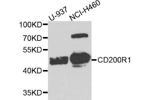 Western blot analysis of extracts of various cell lines, using CD200R1 antibody (ABIN5974544) at 1/1000 dilution. (CD200R1 抗体)