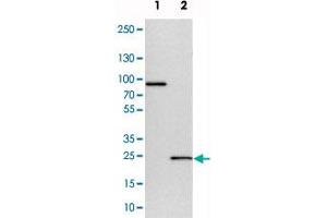 Western blot analysis of cell lysates with CCDC90B polyclonal antibody  at 1:250-1:500 dilution. (CCDC90B 抗体)
