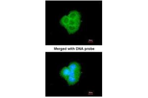 ICC/IF Image Immunofluorescence analysis of paraformaldehyde-fixed A431, using BCL2L10, antibody at 1:200 dilution. (BCL2L10 抗体)