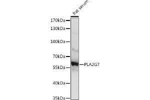 Western blot analysis of extracts of Rat serum, using PLG7 Rabbit pAb (ABIN6131874, ABIN6145735, ABIN6145737 and ABIN6225094) at 1:1000 dilution. (PLA2G7 抗体  (AA 172-441))