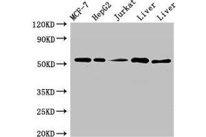 Western Blot Positive WB detected in: MCF-7 whole cell lysate, HepG2 whole cell lysate, Jurkat whole cell ltysate, Mouse liver tissue, Rat liver tissue All lanes: KAT8 antibody at 3 μg/mL Secondary Goat polyclonal to rabbit IgG at 1/50000 dilution Predicted band size: 53, 54 kDa Observed band size: 53 kDa (MYST1 抗体  (AA 1-168))
