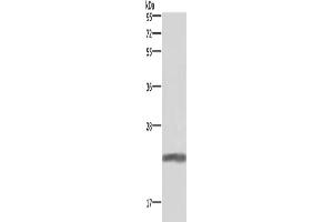 Western Blotting (WB) image for anti-Growth Hormone 1 (GH1) antibody (ABIN2826917) (Growth Hormone 1 抗体)