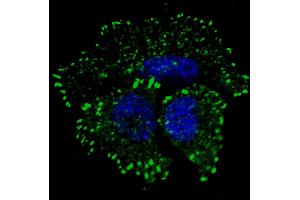 Fluorescent confocal image of MCF7 cells stained with phospho-ERBB2- antibody. (ErbB2/Her2 抗体  (pTyr1127))