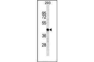 Wwestern blot analysis of HSDL2 Antibody (Center) in 293 cell line lysates (35ug/lane).