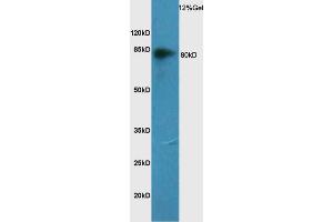 Rat lung lysate probed with Anti CD44 Polyclonal Antibody, Unconjugated (ABIN741270) at 1:200 overnight at 4 °C. (CD44 抗体  (AA 325-429))