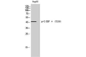 Western Blotting (WB) image for anti-CCAAT/enhancer Binding Protein (C/EBP), alpha (CEBPA) (pThr230) antibody (ABIN3173116) (CEBPA 抗体  (pThr230))