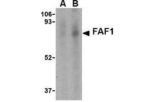 Western blot analysis of FAF1 in Jurkat cell lysate with AP30327PU-N FAF1 antibody at (A) 1 and (B) 2 μg/ml. (FAF1 抗体  (C-Term))