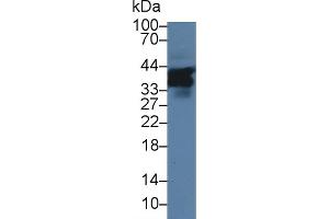 Detection of SLAMF5 in Mouse Liver lysate using Polyclonal Antibody to Signaling Lymphocytic Activation Molecule Family, Member 5 (SLAMF5) (Signaling Lymphocytic Activation Molecule Family, Member 5 (AA 32-222) 抗体)