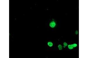 Anti-HES1 mouse monoclonal antibody (ABIN2455320) immunofluorescent staining of COS7 cells transiently transfected by pCMV6-ENTRY HES1 (RC211709). (HES1 抗体)