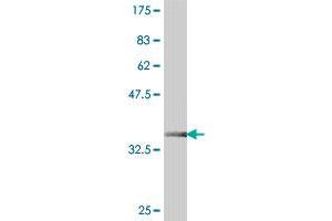 Western Blot detection against Immunogen (37. (BAT1 抗体  (AA 329-428))