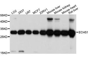 Western blot analysis of extracts of various cells, using ECHS1 antibody. (ECHS1 抗体)