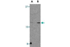 Western blot analysis of ARMETL1 in mouse brain tissue lysate with ARMETL1 polyclonal antibody  at (A) 2 and (B) 4 ug/mL .