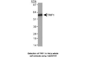 Image no. 1 for anti-Telomeric Repeat Binding Factor (NIMA-Interacting) 1 (TERF1) antibody (ABIN363255) (TRF1 抗体)