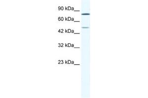 Western Blotting (WB) image for anti-Zinc Finger Protein 12 (ZNF12) antibody (ABIN2461598) (ZNF12 抗体)