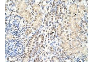 TMED4 antibody was used for immunohistochemistry at a concentration of 4-8 ug/ml to stain Epithelial cells of renal tubule (arrows) in Human Kidney. (TMED4 抗体  (N-Term))