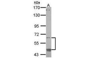 Image no. 1 for anti-CAMP Responsive Element Binding Protein 3-Like 1 (CREB3L1) (AA 1-294) antibody (ABIN1497630) (CREB3L1 抗体  (AA 1-294))