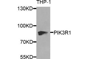 Western blot analysis of extracts of THP-1 cells, using PIK3R1 antibody. (PIK3R1 抗体)