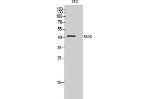 Western Blotting (WB) image for anti-Advanced Glycosylation End Product-Specific Receptor (AGER) antibody (ABIN5958931) (RAGE 抗体)