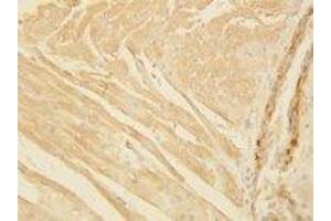 Image no. 1 for anti-Actin (AA 367-377) antibody (ABIN1493440) (Actin 抗体  (AA 367-377))