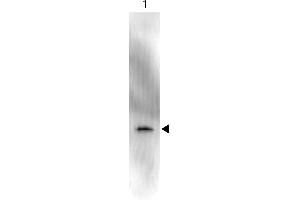 Western Blot of Anti-GFP (MOUSE) Monoclonal Antibody Peroxidase Conjugate. (GFP 抗体  (AA 246) (HRP))