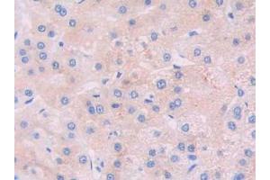 Figure. (JAK2 抗体  (AA 508-800))