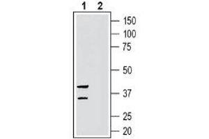 Western blot analysis of rat small intestine lysate:1.