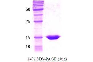 SDS-PAGE (SDS) image for Retinoid X Receptor, gamma (RXRG) (AA 111-228) protein (ABIN666801) (Retinoid X Receptor gamma Protein (AA 111-228))