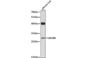 Western blot analysis of extracts of mouse liver, using LIN28B antibody (ABIN6131865, ABIN6143240, ABIN6143242 and ABIN6216782) at 1:3000 dilution. (LIN28B 抗体  (AA 161-250))