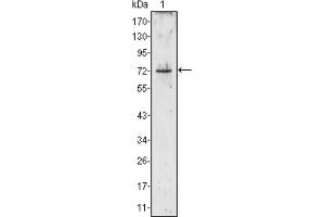 Western blot analysis using PRTN3 antibody against PRTN3 (aa28-256) -hIgGFc transfected HEK293 cell lysate (1). (PRTN3 抗体)
