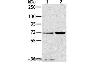 Western blot analysis of Hela and 293T cell, using SNX2 Polyclonal Antibody at dilution of 1:300