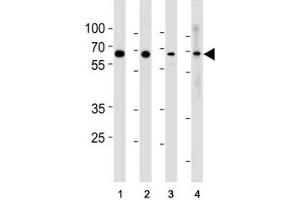 p65 antibody western blot analysis in (1) HeLa, (2) MCF-7, (3) Raji and (4) Ramos lysate. (NF-kB p65 抗体  (AA 10-37))
