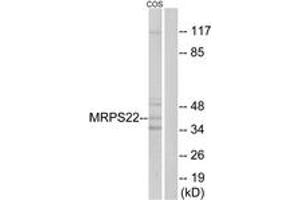 Western Blotting (WB) image for anti-Mitochondrial Ribosomal Protein S22 (MRPS22) (AA 231-280) antibody (ABIN2890408) (MRPS22 抗体  (AA 231-280))