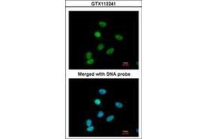 Image no. 2 for anti-Paired Box 6 (PAX6) (AA 1-221) antibody (ABIN467590) (PAX6 抗体  (AA 1-221))