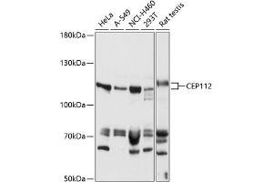 Western blot analysis of extracts of various cell lines, using CEP112 antibody (ABIN7266437) at 1:1000 dilution. (CCDC46 抗体  (AA 1-240))