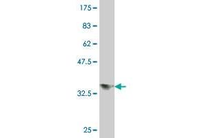 Western Blot detection against Immunogen (37 KDa) . (Double-stranded RNA-binding protein Staufen homolog 2 (STAU2) (AA 341-440) 抗体)