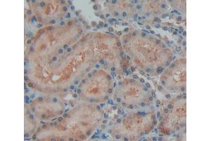 IHC-P analysis of kidney tissue, with DAB staining. (OPA3 抗体  (AA 1-200))