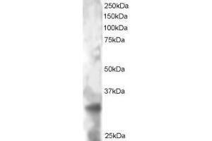 ABIN184746 staining (2µg/ml) of HeLa lysate (RIPA buffer, 30µg total protein per lane). (TSPAN32 抗体  (C-Term))