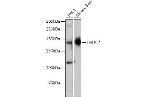 Western blot analysis of extracts of various cell lines, using THOC2 antibody (ABIN7270812) at 1:1000 dilution. (THO Complex 2 抗体)