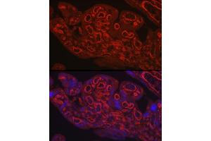 Immunofluorescence analysis of human placenta using CD31/PEC Rabbit pAb (ABIN3022923, ABIN3022924, ABIN3022925 and ABIN6219299) at dilution of 1:250 (40x lens). (CD31 抗体  (AA 130-230))