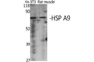 Western Blot analysis of various cells using HSP A9 Polyclonal Antibody diluted at 1:2000. (HSPA9 抗体  (AA 600-680))