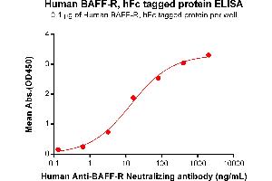 ELISA plate pre-coated by 2 μg/mL (100 μL/well) Human BAFFR, hFc tagged protein (ABIN6961180, ABIN7042389 and ABIN7042390) can bind Anti-BAFFR Neutralizing antibody ABIN7093064 and ABIN7272594 in a linear range of 3.
