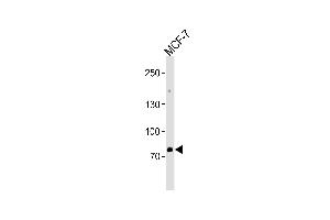 Western blot analysis in MCF-7 cell line lysates (35ug/lane). (ZNF483 抗体  (AA 281-309))