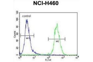 Flow cytometric analysis of NCI-H460 cells (right histogram) compared to a negative control cell (left histogram) using SRD5A2L2  Antibody (C-term), followed by FITC-conjugated goat-anti-rabbit secondary antibodies. (SRD5A2L2 抗体  (C-Term))