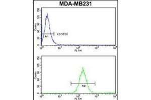 SKIV2L2 Antibody (Center) (ABIN652687 and ABIN2842458) flow cytometry analysis of MDA-M cells (bottom histogram) compared to a negative control cell (top histogram). (MTR4 抗体  (AA 237-263))