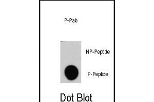 Dot blot analysis of anti-RAF1-p Phospho-specific Pab (R) on nitrocellulose membrane. (RAF1 抗体  (pTyr340))