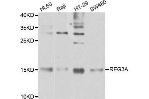 Western blot analysis of extracts of various cell lines, using REG3A antibody. (REG3A 抗体)