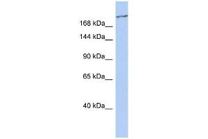 CACNA1G antibody used at 1 ug/ml to detect target protein. (CACNA1G 抗体  (Middle Region))