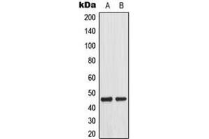 Western blot analysis of MKK1 (pT292) expression in A431 EGF-treated (A), HeLa EGF-treated (B) whole cell lysates. (MEK1 抗体  (pSer292))