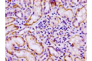 IHC image of ABIN7153319 diluted at 1:100 and staining in paraffin-embedded human kidney tissue performed on a Leica BondTM system. (G Protein-Coupled Receptor 12 抗体  (AA 1-48))